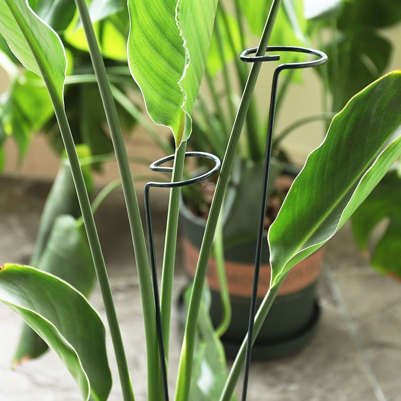 1/10pcs Garden Support Stake R - Plant Support Stake 评论和价格