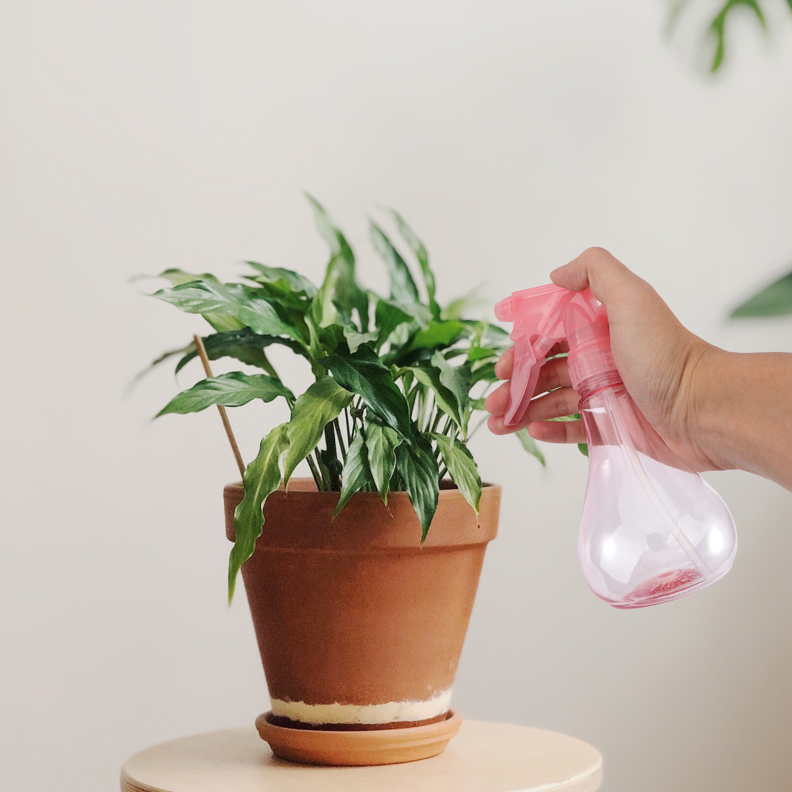 1Set Mini Succulent Planting T - Succulent Set 评论和价格