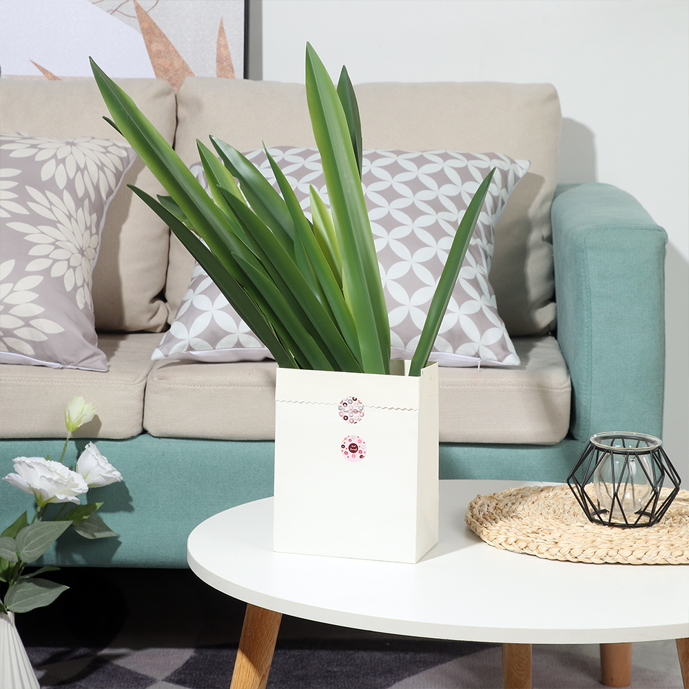 New Party Supplies High Grade  - Snake Plant 评论和价格