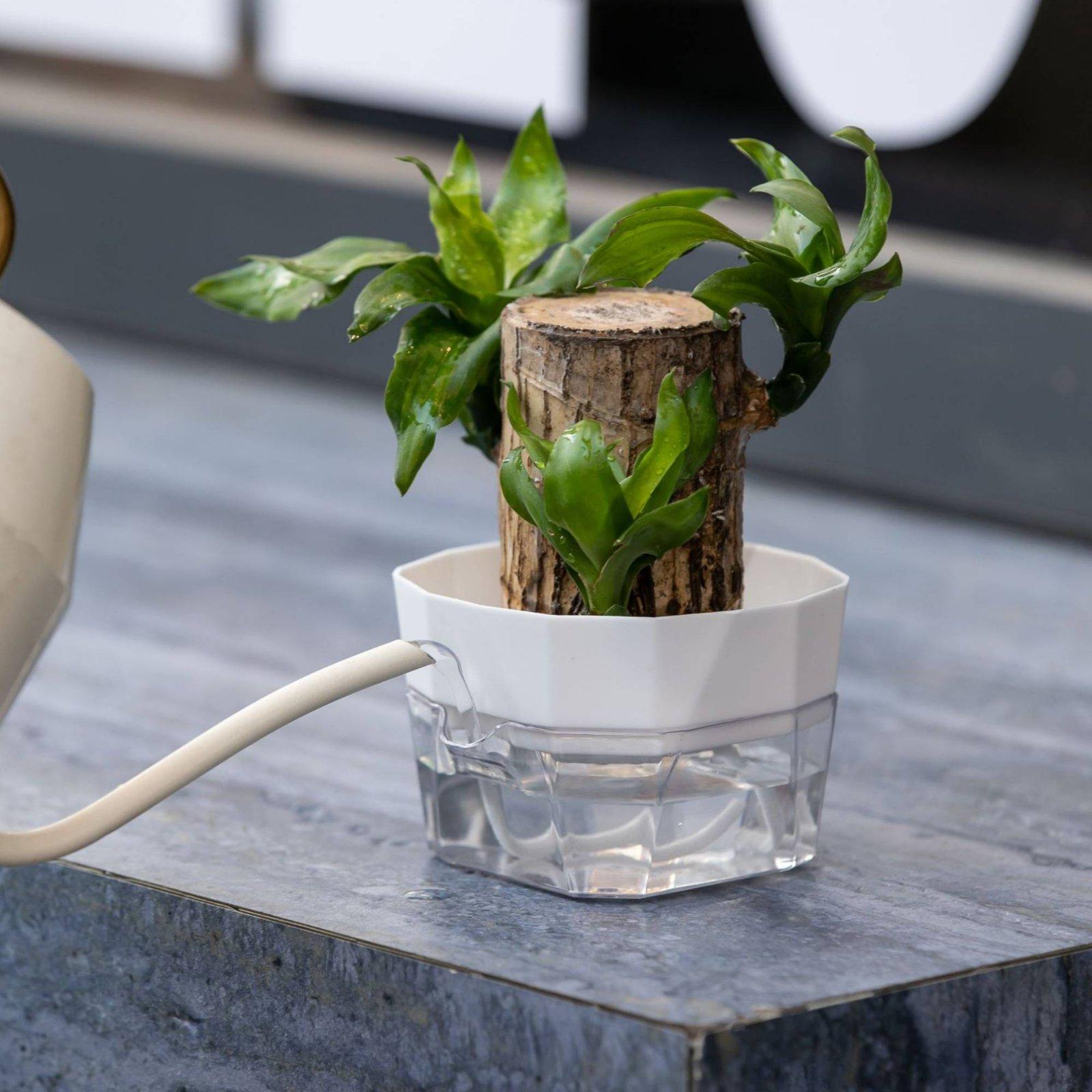 Hydroponic Vase Two Layer Self - Plant Pot 评论和价格