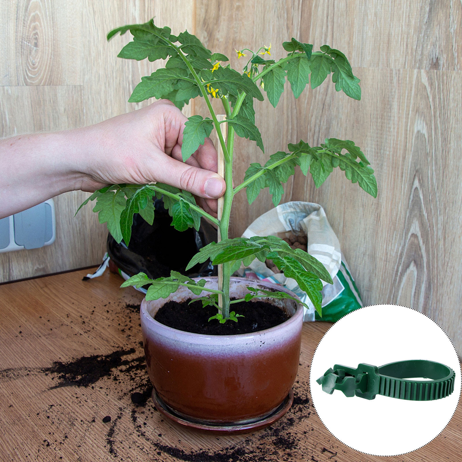 20Pcs Vine Fixing Buckle Garde - Plant Support Stake 评论和价格
